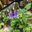 초롱꽃공원 이미지