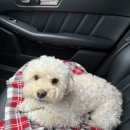 클럽미즈라미체의원 이미지