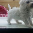 펫 매니저(석적점) 이미지