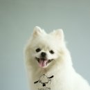 펫구름 이미지