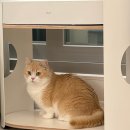 올데이펫 - 대덕구 석봉북로9번길 31 | 고양이 펫테리어 두잇 올데이랙 구매후기