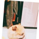 더독스 강아지분양 서울 이미지