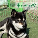 천안중 | 천안 강아지 카페, 성성동 중대형견 전용 카페 통이네 다방(반려견 동반 없이도 가능)