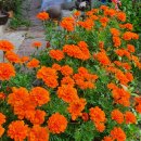 서광약국 이미지