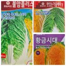 김장배추, 양배추 외 모종 판매해요. 이미지