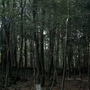모리숲 이미지