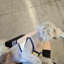 근육터짐 지방빠짐 이미지