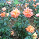 화서역 삼거리2 이미지