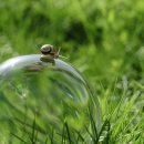 하늘달팽이 이미지