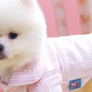 귀여워, 댕댕이 이미지