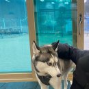 딩동댕댕 애견유치원 이미지