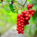 오미자복지센터 광장 이미지