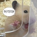 폼드팡 네이버블로그