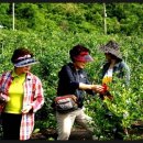 옥골농장 이미지