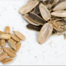 노화해바라기 | 해바라기씨 효능, 부작용 없이 먹는법 정리
