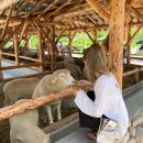 진경목장 이미지