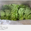 로메인 이미지