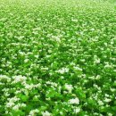 메밀의 효능 및 부작용 이미지