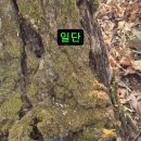 자연건조 노루궁둥이 버섯 400g을 100,000원 부터 (특탬하세요) 이미지