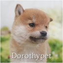 이누아이 이미지