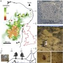 브라질에서 발견된 영국만한 크기의 개미굴.JPG 이미지