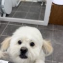 멜로멍스 이미지