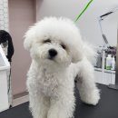 리치펫살롱 이미지