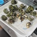 영덕10 | 🐚 10월 영덕 민박 후기 – 해루질로 잡은 ‘뿔소라’ 선물 받았어요!