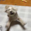 네오펫동물메디컬센터 이미지