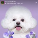 청주 사진관 &#39;애플주니스튜디오&#39;에서 강아지 사진 촬영 후기