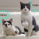 타이내캔 이미지