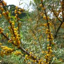 정옥순농장 이미지