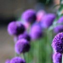 살바토레펜션 이미지