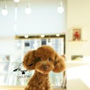 한강펫살롱 이미지