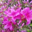 광지원초등학교 이미지