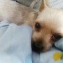 웰리스클리닉동물병원 이미지