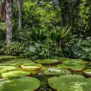 초월약초 이미지