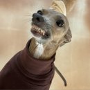 퍼피야놀자 이미지