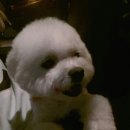 개키우는 언니 이미지