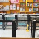 주민이네 복실강아지 네이버블로그