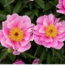 귀농영농 재배기술▒▒▒특용작물-작약 이미지