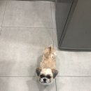 아프지말게 동물병원 이미지