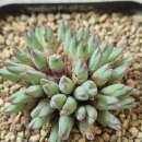 블랜덤 arm985 이미지