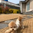 숲속댕토리애견유치원 이미지