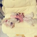 바비 애견샵 이미지