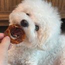 하이비오 이미지