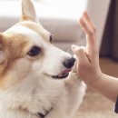 현대동물약품 이미지