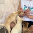 퍼피퍼피(puppy puppy) | 발리 퍼피요가, 더프랙티스 요가원 후기 (Puppy Yoga Bali , The Practice)