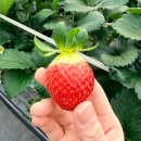 장대농장 | 일산딸기체험농장 엄마가 더 신나는 꽃보다딸기 +예약방법