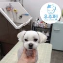 우주펫살롱 이미지